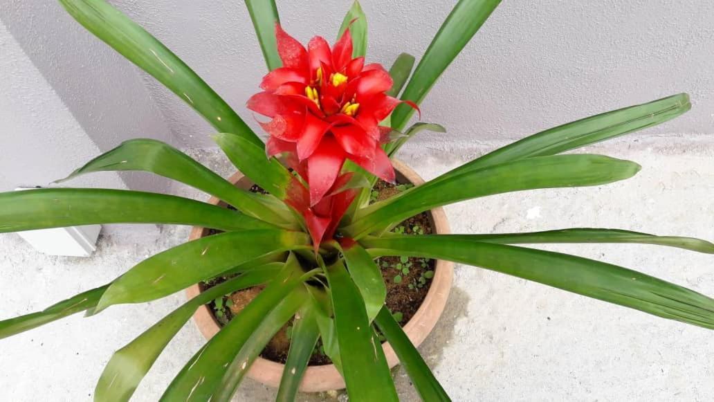 Tulip & Cameron Highlands